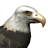 Animated contact sheet of a bald eagle's head in six frames showing mouth movement and text variations, with pixelated style on white background.