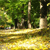 Pixelated static image of a park scene with green trees, a light-colored path, and a tall vertical structure near the center.