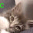 Animated sequence of a tabby cat's face with green text letters forming 'cute' across frames, showing slight head movement and shifting background.