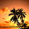 Silhouetted palm trees against a gradient sunset sky with scattered clouds and water reflection.
