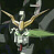 Anime buddy icon