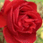 A static image of a red rose with layered petals, set against a blurred green and yellow background, with two text labels below the rose.