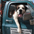 A pixelated dog with a white and brown coat stands inside a vehicle, mouth open with tongue visible, against a blurred background.