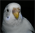 Pixelated close-up of a white bird's head with a yellow beak, black eye, and light blue cheek patch against a black background.
