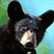 A four- shows black bears in natural settings with a brown text reading "Black Bears ROCK!!" on the right