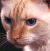 A split-frame contact sheet showing a pixelated cat face on the left and green text on a dark background on the right, both from an animated AIM buddy icon.