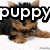 A four- shows a small dog with black and tan fur lying on white background, each displaying different text overlays