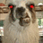 A pixelated llama with red eyes appears on the left, next to a red background with black text reading "my evil llama will EAT U!".