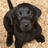 A black dog with a brown background and red text on yellow background reading 'i am cute' and 'people say i'm ugly'.