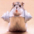 A 2x2 contact sheet of a hamster animation frame sequence showing the animal lifting weights with text elements "Body" and partial "Builder" on black backgrounds.