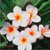 Pixelated image of white flowers with orange centers against a green background, rendered in low-resolution style.