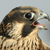 Pixelated close-up of a bird's head with brown and black feathers, a sharp beak, and a visible eye against a light gray background.