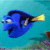 Blue fish with yellow tail swims left to right against turquoise background, next to black text reading 'no eating here tonight!' on white.