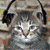 Animals icons for AIM, MSN, MySpace and Yahoo