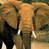 A contact sheet of three animated elephant frames showing different color variations and angles in a 2x2 grid layout with one empty cell.