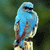 Pixelated blue bird perched on a brown branch with green background, wearing dark sunglasses.