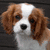 Pixelated image of a brown and white dog with floppy ears on the left, next to purple text reading 'King Charles Spaniel' and three heart symbols on a white background.