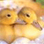 Two cartoonish yellow creatures with brown accents and dark oval eyes face forward against a light background.