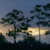 Pixelated landscape with dark trees against a gradient sky transitioning from light to dark, featuring a bright yellowish glow near the horizon.