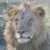 A split-frame contact sheet showing a pixelated lion head on the left and green text reading "Original Icons .com" on a dark background on the right.