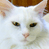 A 2x2 contact sheet of a white cat animation with two frames showing the cat's face and one frame displaying 'CoolBuddy.com' text on blue background, all in low-resolution pixel art style.