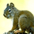 A 2x2 contact sheet of three animated squirrel frames showing different poses and color variations on a gray background.