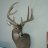 Pixelated static image of a deer head with large antlers mounted on a light-colored wall, showing brown and gray tones.