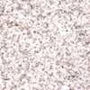 Four distinct textured arranged in a , each with unique pixel patterns and color schemes