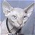 A split-frame contact sheet showing a pixelated Sphynx cat on the left and green text reading "Original Icons .com" on a dark green background on the right.