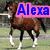 A four- shows horses with overlaid text: brown horse with white socks, white horse, two horses in motion, and text reading Alexa Loves Lotsapots