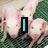 Animated sequence showing piglets on green fabric with text elements changing from 'I' to 'LOVE' to 'PIGGIE' in bold white letters with black outlines.