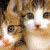 AIM Buddy Icon Makers
