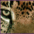 A static image of a cat's face with green eyes and brown fur, a koala's face with dark eyes and a black nose, and a white alpaca's face with brown ears and a brown nose, arranged in a