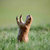 Pixelated image of a deer's head with antlers against a green background, showing brown, white, and green tones.