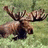 A pixelated moose in a grassy field appears on two green with red text reading "MOOSE!" and "4 EVER!"