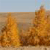 A static image of two autumn trees with orange and brown foliage against a light blue sky and brown ground.