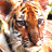 A pixelated image of two tigers with orange-brown fur, dark stripes, and white accents on their faces and bodies against a light background.