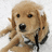 Pixelated dog with light brown fur lies on white background, next to blue with yellow text reading 'let it snow all day!! anyway... I wish you a merry chrismas'