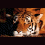 Animated sequence showing three tiger images: orange striped, light brown with stripes, and white tiger head.