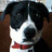 A static image of a dog with black and white fur wearing a red bow tie, positioned next to pixelated text reading 'my', 'puppy', and 'oreo' on a black background.