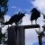 Pixelated static image showing two dark bird silhouettes perched on a horizontal structure against a blue sky with light clouds.