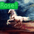 A pixelated image shows a white horse rearing on a wooden surface with a blue sky background, accompanied by red roses and a green banner reading 'Rose!' in pixelated text.