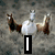 A four- of horse images with text overlays: top-left shows three horses in a field, top-right a close-up of a white horse's head, bottom-left a light brown horse standing in a field, bottom-right empty