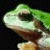 Green frog with brown underbelly and white accents on limbs, positioned against dark background with green text reading Original Icons .com.