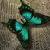 Static pixelated image of a stylized insect with four teal-colored wing sections on a muted brown background.