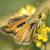 A pixelated close-up of a light brown animal's face with dark eyes and nose, surrounded by yellow flowers and green foliage against a muted green background.