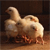 Animals icons for AIM, MSN, MySpace and Yahoo