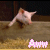 Animated sequence of a piglet in motion with pink text 'Aw' below, set against a dark background and straw-like ground.
