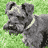 A gray dog with a white collar stands on green grass, its head turning from left to right