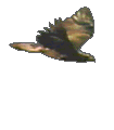 Animated sequence of a brown and white bird in flight, wings spread wide, head turned left, beak open, against a solid gray background.
